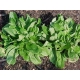 Valeriana locusta / Corn Salad, Mache, Lamb's Lettuce 100 seeds