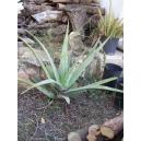 Aloe Vera 1 plant ( 10 - 20 CM.)