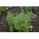 Satureja hortensis /Summer Savory 200 seeds