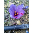 Crocus sativus / Safran 50 bulbes