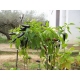 chile negro - capsicum annumm 100 semillas 