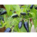 Black chilli pepper - capsicum annumm 100  seeds