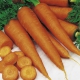 Zanahoria naranja 'saint valery' (Daucus Carota) 200 semillas