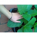  Virginia Dark ( nicotiana tabacum)  500 seeds