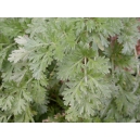 Absinthe grande // Artemisia absinthium 500 graines