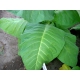Monte Calme Yellow tobacco (nicotiana tabacum) +500 seeds