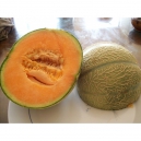 Melon cantaloup - Cucumis melo var. cantalupensis 40 semillas