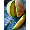 Melon Galia - Cucumis melo 40 graines
