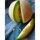 Melon Galia - Cucumis melo 40 seeds