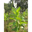 Bolivian Criollo black tobacco (nicotiana tabacum) +500 seeds