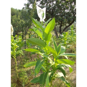 Bolivian Criollo black tabaco (nicotiana tabacum) +500 semillas