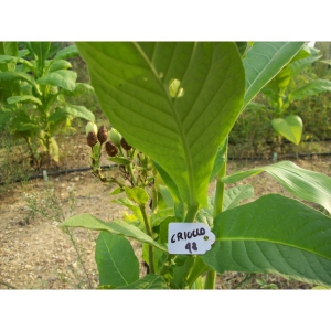 Criollo 98 tobacco (nicotiana tabacum) +500 seeds