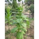 African red tabac (nicotiana tabacum) +500 graines