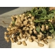 peanut (Arachis hypogaea) 13 seeds
