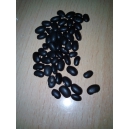 Black bean (Phaseolus vulgare) 30 seeds
