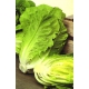 Roman lettuce - Lactuca serriola 100 seeds