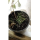 chía / Salvia hispanica - 200 semillas