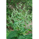 chía / Salvia hispanica - 200 graines