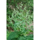 Chia / Salvia hispanica - 200 seeds