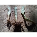 Nopal - Opuntia ficus-indica 1x plant 10-20 cm
