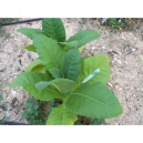 MD609 tabac (nicotiana tabacum) +500 graines