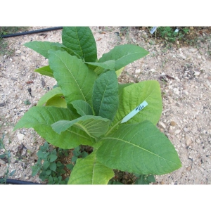 MD609 tabaco (nicotiana tabacum) +500 semillas