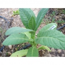ORINOCO  tabaco ( nicotiana tabacum) +500 semillas