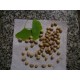 Ginkgo biloba/ Ginkgo 8 semillas