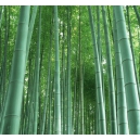 Bambú moso (Phyllostachys edulis) - 20 semillas
