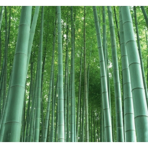 Moso bambou (Phyllostachys edulis) - 20 graines  