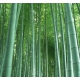 Moso bamboo (Phyllostachys edulis) - 20 seeds
