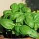 Albahaca italiana (hoja grande) / ocimum basilicum 200 semillas