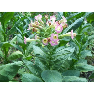 IZMIR TABACO ORIENTAL 1gr semillas (10.000 semillas) (NICOTIANA TABACUM)