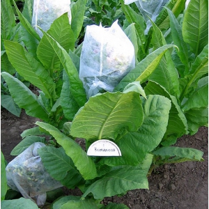 KUMANOVO tabaco (nicotiana tabacum)  500 semillas