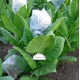  Kumanovo tobacco (nicotiana tabacum)  500 seeds