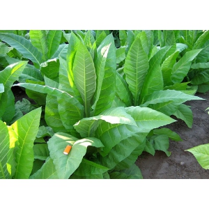 CATTERTON tabaco (nicotiana tabacum) 500 semillas