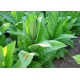 CATTERTON tobacco(nicotiana tabacum) 500 seeds
