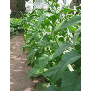 SMALL STALK BLACK MAMMOTH tabac (Nicotiana tabacum) 500 graines