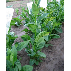 COSTA RICA tabaco (nicotiana tabacum) 500 semillas