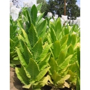 HARROW VELVET tobacco (nicotiana tabacum) 500 seeds
