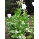 BANANA LEAF taobacco (nicotiana tabacum) 500 seeds