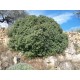 Pistacia lentiscus/ Mastic Tree 20 seeds