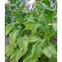 DelGold tabaco (nicotiana tabacum) 500 semillas