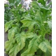 DelGold tabaco (nicotiana tabacum) 500 semillas