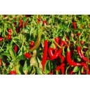 Cornicabra pepper (capsicum annum) 50 seeds