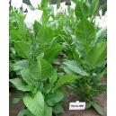 Habano 2000 tobacco (nicotiana tabacum) 500 seeds