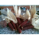 Maíz rojo (palomitas) +100 semillas