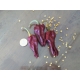 paprika pepper - Capsicum annuum 40 seeds