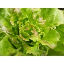 Lactuca sativa/ Lechuga Maravilla de Verano 0.5 gr. (+ 400 semillas)