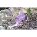 Crocus sativus / Azafrán 